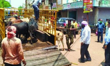 भिलाई निगम क्षेत्र में आवारा पशुओं की हुई धरपकड़