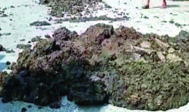 गोबर खरीदी में अनियमितता पर सीईओ सस्पेंड