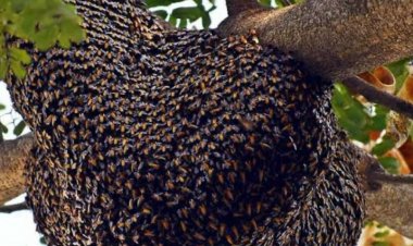 मतदान केंद्र परिसर में लगे मधुमक्खी के छत्ते हटाने के निर्देश