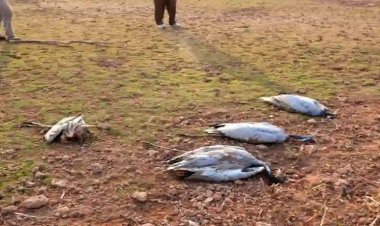 बर्ड फ्लू ने दी दस्तक, लैब से आई रिपोर्ट में खुलासा