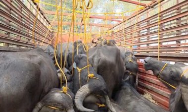 मवेशी तस्करी पर बड़ी कार्रवाई, पुलिस ने 18 भैंसों से भरा ट्रक पकड़ा, चालक फरार