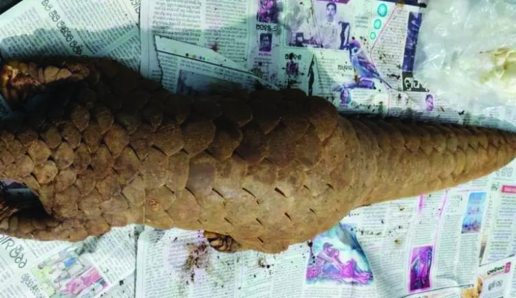 जिंदा पैंगोलिन के साथ दो तस्कर गिरफ्तार