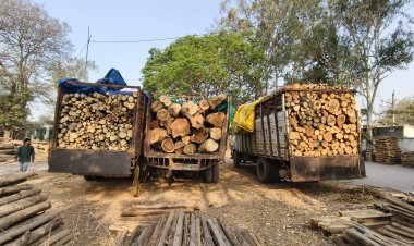 अवैध लकड़ी परिवहन पर बड़ी कार्रवाई, चार ट्रक जब्त