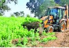 अवैध अफीम की खेती पर बड़ी कार्रवाई, 14 लाख पौधे किए गए नष्ट, कीमत करीब 8 करोड़, भाजपा नेता सहित 3 पकड़े गए