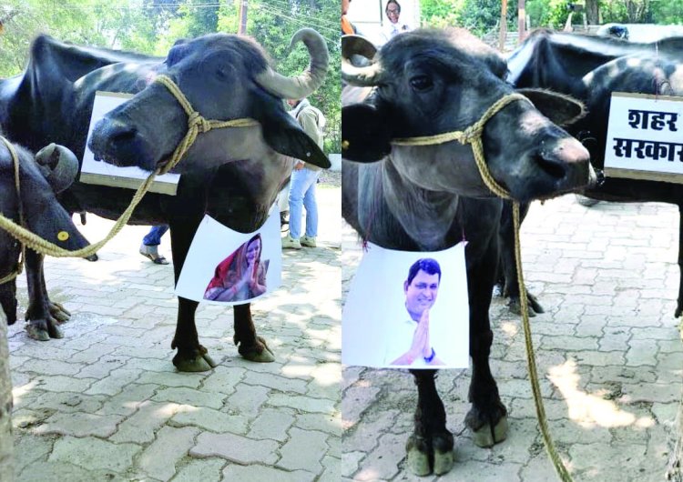 भैंस के आगे बीन बजाकर रिसाली निगम में बीजेपी पार्षदों का अनोखा प्रदर्शन, सोई शहर सरकार को जगाने की कोशिश