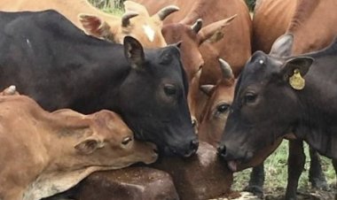 गौसेवकों ने कत्लखाने ले जाए जा रहे 6 मवेशी छुड़ाए, धमधा पुलिस ने पिकअप समेत चालक को पकड़ा