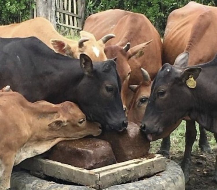 गौसेवकों ने कत्लखाने ले जाए जा रहे 6 मवेशी छुड़ाए, धमधा पुलिस ने पिकअप समेत चालक को पकड़ा