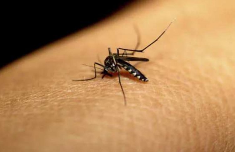 मादा मच्छर कैसे चुनती है कि किसका चूसना है खून?