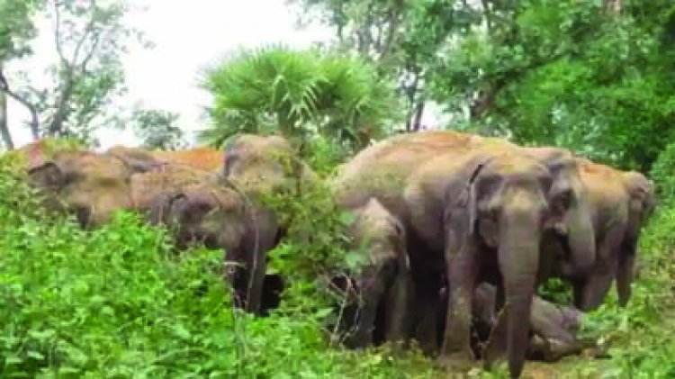 दादी-पोते को हाथियों ने सूंड से उठाकर पटका
