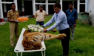 देश की सबसे उम्रदराज बाघ राजा की मौत