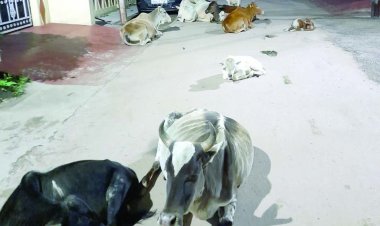 दुर्ग जिले की सड़कों में आवारा मवेशियों की भरमार