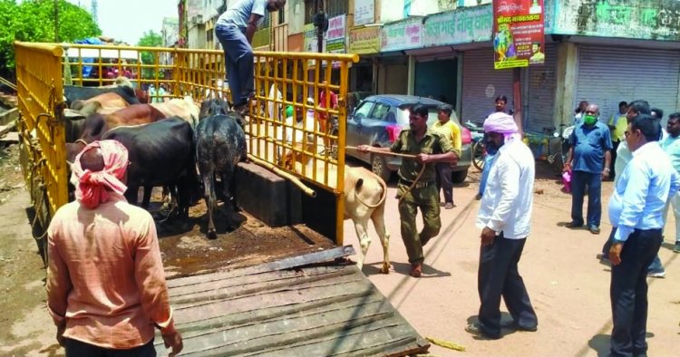 भिलाई निगम क्षेत्र में आवारा पशुओं की हुई धरपकड़