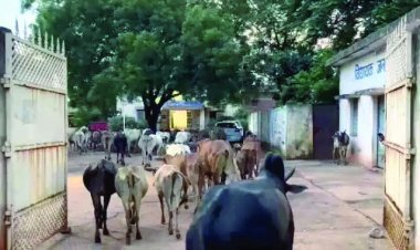 सैकड़ो मवेशियों को लेकर नगर पंचायत कार्यालय पहुंचे वार्ड वासी, किया अनोखा प्रदर्शन