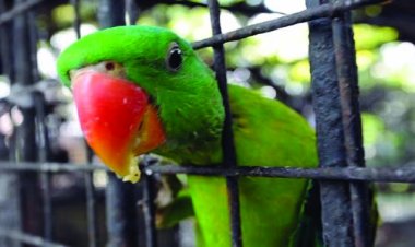 तोते के खिलाफ शिकायत लेकर थाने पहुंचे बुजुर्ग