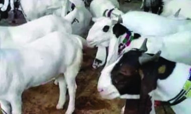 फार्म हाउस के 31 बकरा को मारकर बेचने के आरोप में चौकीदार गिरफ्तार