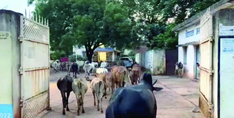 सैकड़ो मवेशियों को लेकर नगर पंचायत कार्यालय पहुंचे वार्ड वासी, किया अनोखा प्रदर्शन