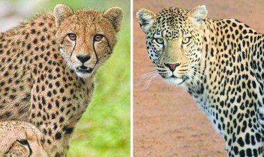 नामीबिया स्पेशल फ्लाइट से भारत पहुंचे 8 चीते