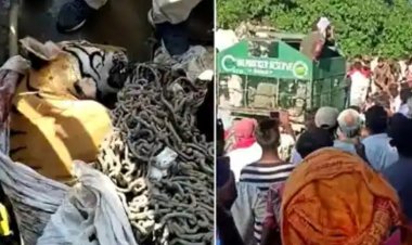 आखिरकार मारा गया 10 लोगों की जान लेने वाला आदमखोर बाघ