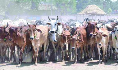 निष्क्रिय गौठान समितियां भंग होंगी, मुख्यमंत्री भूपेश बघेल ने दिए निर्देश