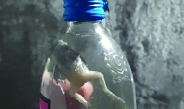 सील पैक शराब की बोतल के अंदर मिला मेंढक, शराब प्रेमियों में नाराजगी 