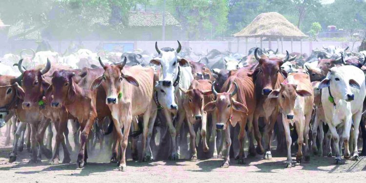 निष्क्रिय गौठान समितियां भंग होंगी, मुख्यमंत्री भूपेश बघेल ने दिए निर्देश 