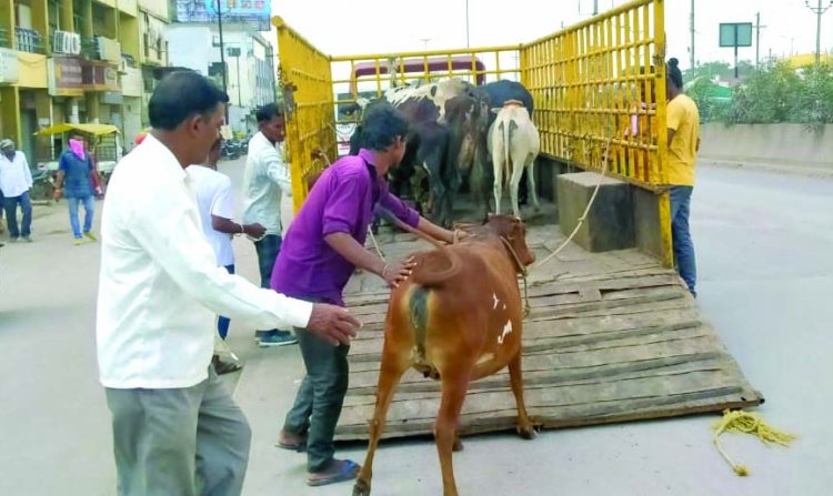 खुले में मवेशियों को नहीं छोड़ने पशु मालिकों को चेतावनी