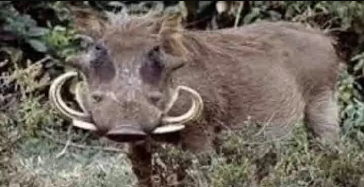 जंगली सुअर के हमले से युवक की दर्दनाक मौत