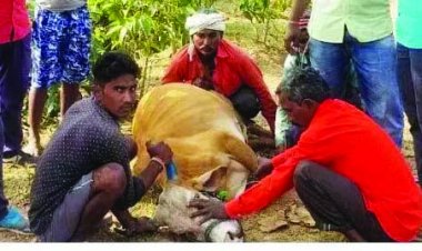 जंगल से चरकर लौटे 12 मवेशियों की मौत