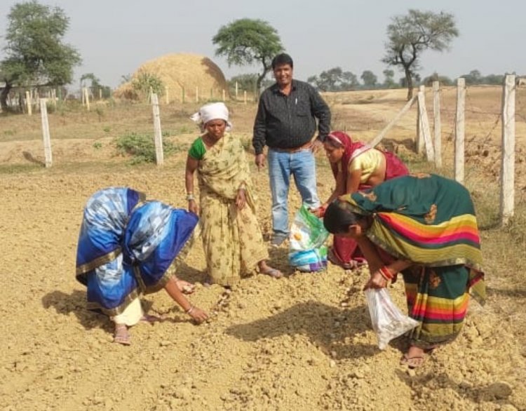 सामुदायिक बाड़ियों में आलू की खेती आरंभ, जमराव में आज हुई बुवाई