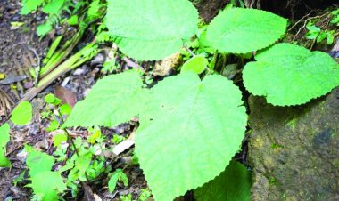 यह है दुनिया का सबसे जहरील पौधा, खुदकुशी के लिए कर देता है मजबूर