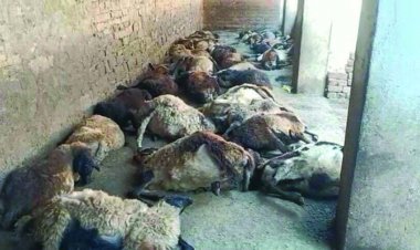 किसान के घर 55 भेड़ों की मौत