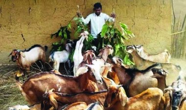 प्रोजेक्ट उन्नति से प्रशिक्षण के बाद पशुपालन कर लाभांवित हो रहा छत्रपाल का परिवार