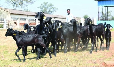 उस्मानाबादी बकरियों के लिए बकरीपालकों को दूसरे राज्य संपर्क करने की जरूरत नहीं, कुर्मीगुंडरा गौठान प्रदेश का पहला गौठान जहां इसका प्रजनन केंद्र किया जा रहा स्थापित