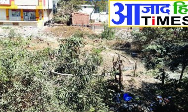 होलिका दहन के लिए चढ़ाई जा रही है हरे-भरे पेड़ों की बलि