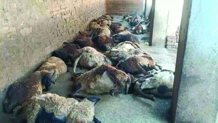 किसान के घर 55 भेड़ों की मौत
