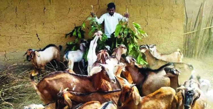 प्रोजेक्ट उन्नति से प्रशिक्षण के बाद पशुपालन कर लाभांवित हो रहा छत्रपाल का परिवार