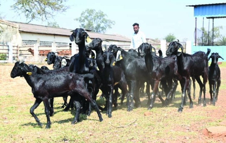 उस्मानाबादी बकरियों के लिए बकरीपालकों को दूसरे राज्य संपर्क करने की जरूरत नहीं, कुर्मीगुंडरा गौठान प्रदेश का पहला गौठान जहां इसका प्रजनन केंद्र किया जा रहा स्थापित