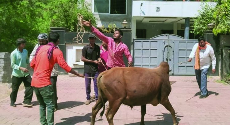 पकड़े गए 44 आवारा पशु, खुले में मवेशियों को नहीं छोड़ने पशु मालिकों को दी जा रही है समझाईश