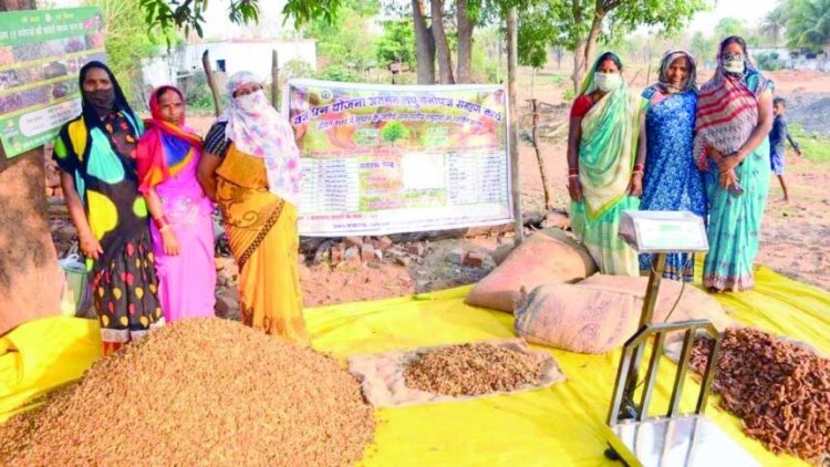 लघु वनोपज संग्रहण में छत्तीसगढ़ अव्वल, प्रदेश में हो रही है 65 लघु वनोपजों की समर्थन मूल्य पर खरीदी