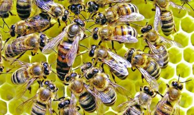 मधुमक्खियों के हमले से बुजुर्ग की मौत