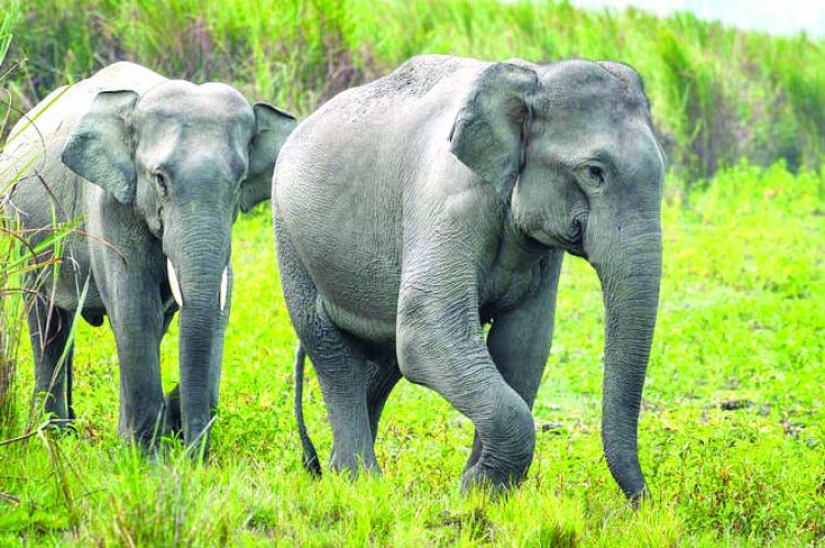 हाथियों का अधिग्रहण नहीं कर पाएंगे निजी व्यक्ति और धार्मिक संस्थान