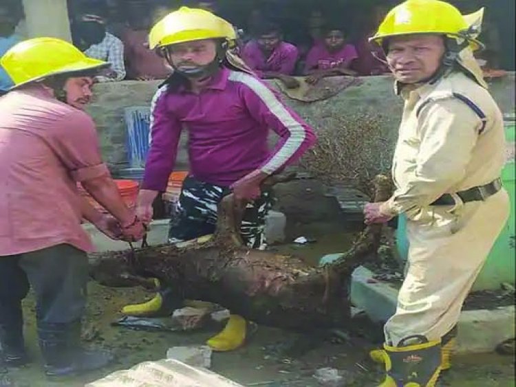 पत्नी से विवाद के बाद शराबी पति ने घर में लगा दी आग, सिलेंडर ब्लास्ट, बछड़ा भी जिन्दा जला, आसपास के घर भी जले, आरोपी गिरफ्तार