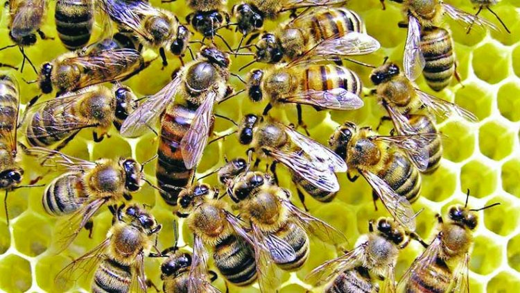 मधुमक्खियों के हमले से बुजुर्ग की मौत