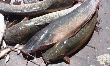 बड़ी खबर: छत्तीसगढ़ में एक्सोटिक मागूर एवं बिग हेड मछलियों के मत्स्य बीज उत्पादन, संवर्धन एवं पालन पर लगा प्रतिबंध