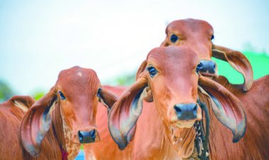 रिसर्च में चौंकाने वाला खुलासा: गोमूत्र में खतरनाक बैक्टीरिया, इंसानों के पीने लायक नहीं