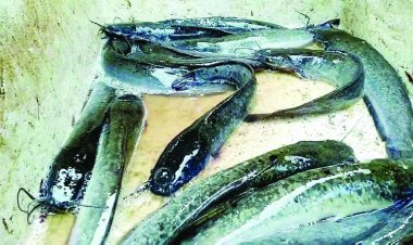 प्रतिबंध के बाद भी दुर्ग जिले में धड़ल्ले से बिक रहा थाई मांगुर