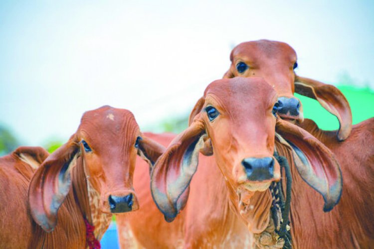 रिसर्च में चौंकाने वाला खुलासा: गोमूत्र में खतरनाक बैक्टीरिया, इंसानों के पीने लायक नहीं