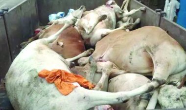 वाहन की चपेट में आने से 11 मवेशियों की मौत