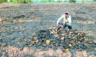 शॉर्ट सर्किट से लगी आग, 3 एकड़ मक्का की फसल स्वाहा