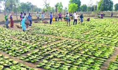 जोरो शोरो पर चल रहा हरा सोना के नाम से मशहूर तेंदूपत्ता तोड़ाई का काम
